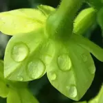 When the flowers open they will pour out their scent. They also make a wonderfully long lasting cut flower.