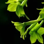 They produce long, tube-shaped, sweet-scented flowers, the petals of which form a beautiful five-pointed star.