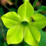 Nicotiana alata 'Lime Green' is a sought after variety which produces a mass of bright green flowers which open fully in the afternoon.