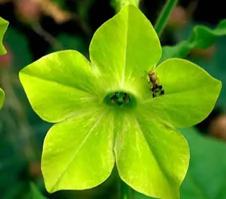 Nicotiana alata 'Lime Green' is a sought after variety which produces a mass of bright green flowers which open fully in the afternoon.