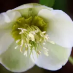 White Flowers....despite being called the "Black Hellebore"