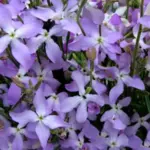 The flowers open in the late afternoon to evening and emit a most delightful fragrance.