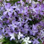 Once you experience it in your own garden it will become a summer fragrance you will never want to be without.