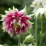 Nora Barlow is a modern name attached to this ancient type of "rose" columbine