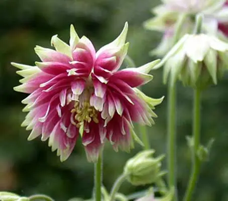 Nora Barlow is a modern name attached to this ancient type of "rose" columbine