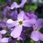 Night Scented Stock is one of the easiest and rewarding scented plants to grow.