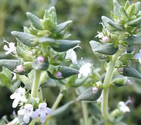 This citrus thyme has a strong orange scent and flavour without any bitter aftertaste.
