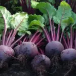 These exceptionally uniform, smooth skinned, perfectly round beets have a wonderfully attractive rich red colouration and excellent skin quality.