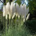 Pampas Grasses are the ultimate architectural plant and one of the most recognized plants in the landscape