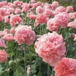 Papaver paeoniflorum 'Frosted Salmon'-20525