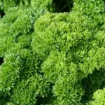 Parsley is the best known of all the garnishing herbs.