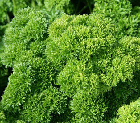 Parsley is the best known of all the garnishing herbs.