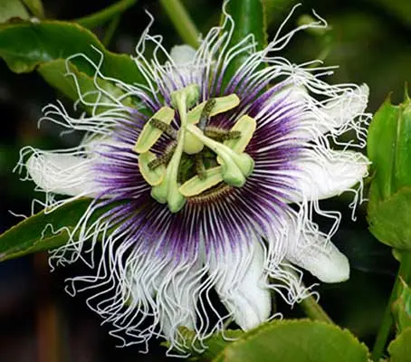 Passiflora edulis 'Purple Giant' is a passionflower that produces very fragrant, unusual flowers.