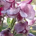 'Wiltshire Ripple' is a particularly heavy and long blooming vine.