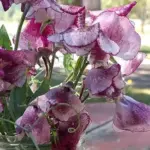 Lathyrus odoratus, Spencer Modern 'Wiltshire Ripple'-0