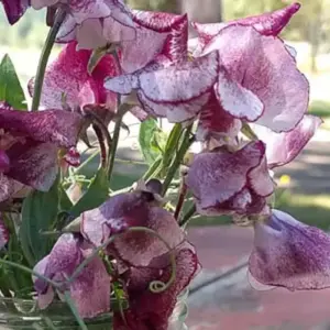 Lathyrus odoratus, Spencer Modern 'Wiltshire Ripple'-0