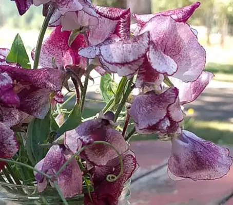 Lathyrus odoratus, Spencer Modern 'Wiltshire Ripple'-0