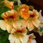 Uniform and compact in habit, the beautiful flowers are carried well above the foliage for maximum effect.