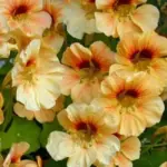 Nasturtium “Peach Melba Superior” is a gorgeous variety, with primrose cream flowers with mahogany-red markings in the throat.