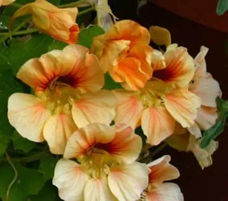 Uniform and compact in habit, the beautiful flowers are carried well above the foliage for maximum effect.