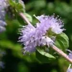 Pennyroyal has attractive whorls of lilac-blue flowers appear in mid to late summer, held above the foliage on stout stems.