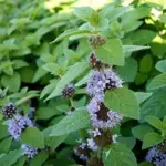 A cottage garden plant of old, it can be used to carpet a shady corner or make a “lawn” smelling deliciously of peppermint.