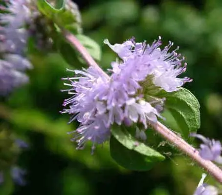 Pennyroyal has attractive whorls of lilac-blue flowers appear in mid to late summer, held above the foliage on stout stems.
