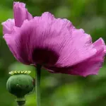 'Pepperbox' poppies are one of the easiest ways to add a bit of architecture, and a lot of colour to your garden.