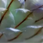 The flowers dry well and have interesting papery bracts at the base of the flowers.