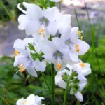 Polemonium caeruleum album-0