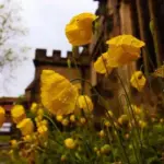 The delicate cup-shaped, golden-yellow flowers are borne in abundance from late spring to early autumn.