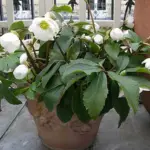 White Flowers....despite being called the "Black Hellebore"