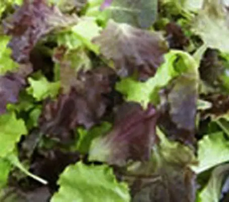 The Provence Salad mix has a light texture enriched with striking red stems portioned throughout.