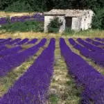 French Lavender has been cultivated for more than 400 years