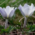 Pulsatilla alpina subsp. alpina has white flowers, the outer segments flushed with bluish-purple.