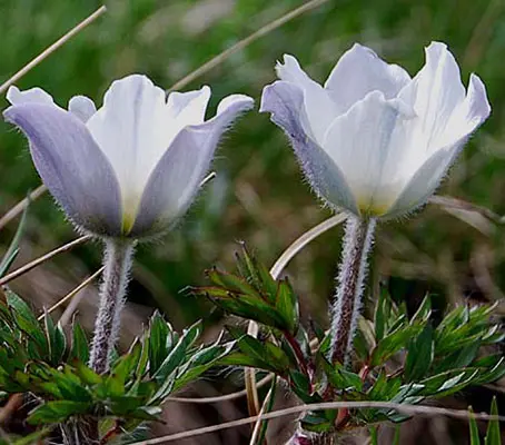 Pulsatilla alpina subsp. alpina has white flowers, the outer segments flushed with bluish-purple.