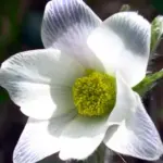 It is native to the mountain ranges of central and southern Europe