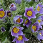 Pulsatilla vulgaris-15349
