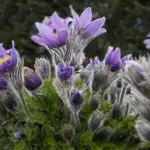 Pulsatilla vulgaris is now a very rare native species.