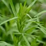 The herb Tarragon has a spicy characteristic with anise-like qualities