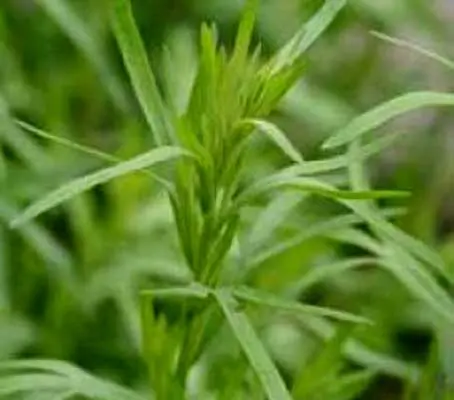 The herb Tarragon has a spicy characteristic with anise-like qualities