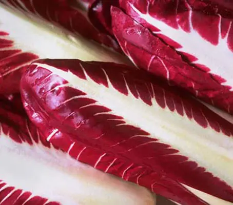 Highly prized, this flavoursome late variety is grown in the Treviso area in winter.