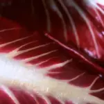 Upright with red and white striped leaves with large pure white stems.