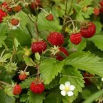 Strawberry 'Alexandria'-18286