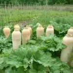 Victoria is a popular forcing type of Rhubarb that first appeared in England in 1837.