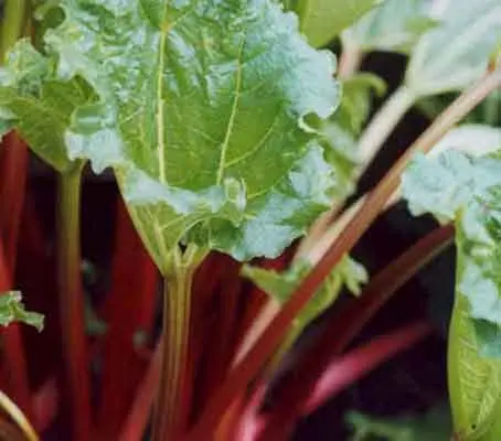 Glaskin's Perpetual was first raised in Brighton and listed in 1920 as “garden rhubarb”.