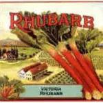 In 1938 it appeared in the Burpee's seed catalogue and became very popular in the US.