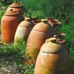 Forcing pots come in many shapes and sizes.