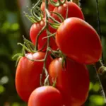 Roma VF is a traditional plum tomato that gives incredible yields of very richly flavoured, pear-shaped fruit