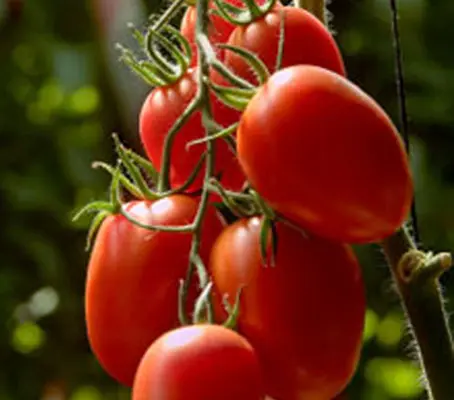 Roma VF is a traditional plum tomato that gives incredible yields of very richly flavoured, pear-shaped fruit